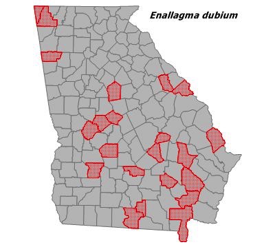 Enallagma durum
(Big Bluet)) Enallagma durum
(Big Bluet))